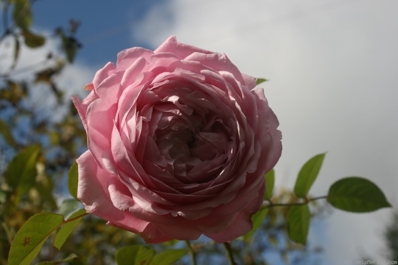 'Spirit Of Freedom' rose photo