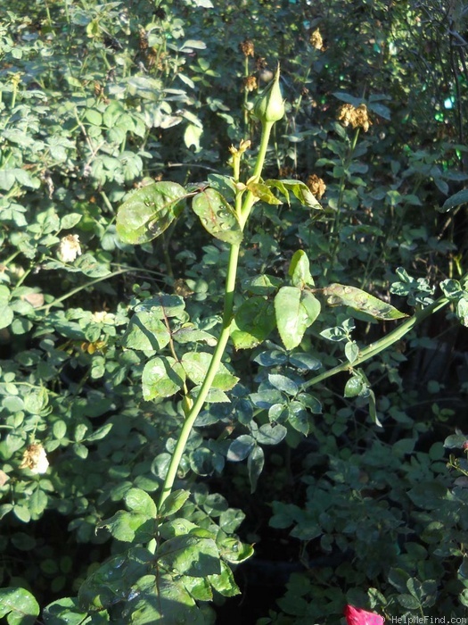 'Old Smoothie' rose photo