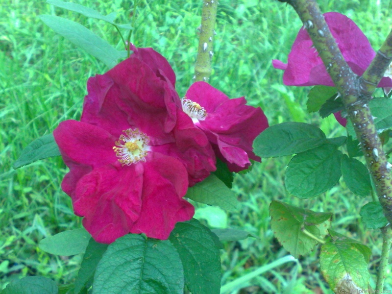 'Carmen (hybrid rugosa, Lambert, 1906)' rose photo