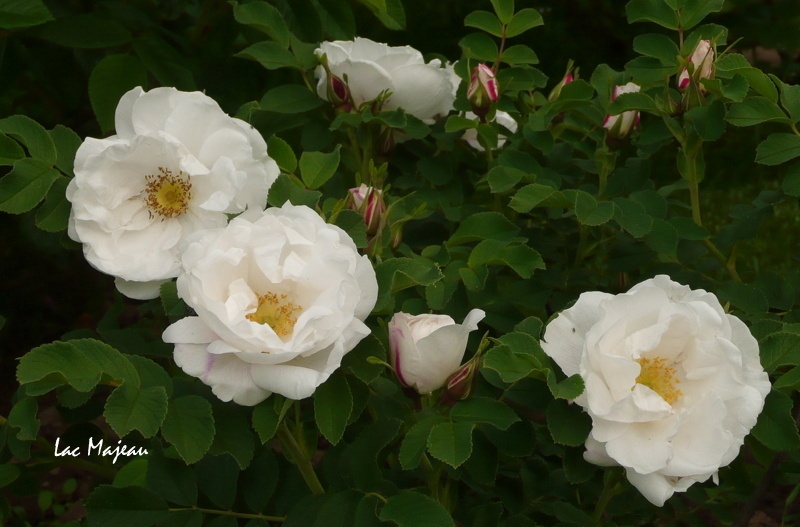 'Lac Majeau' rose photo