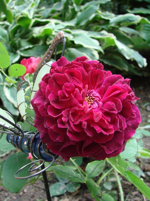 'Munstead Wood ®' rose photo