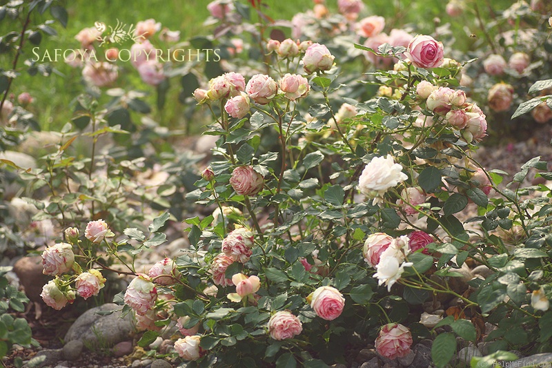 'First Lady® (florists' rose, Tantau, 2005)' rose photo