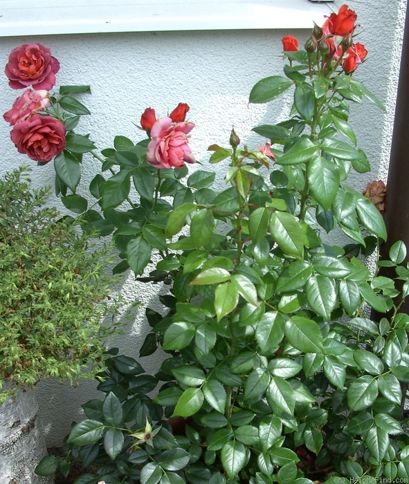 'Hot Chocolate (floribunda, Carruth 2001)' rose photo