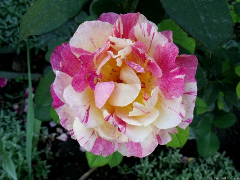 'Maurice Utrillo ™' rose photo