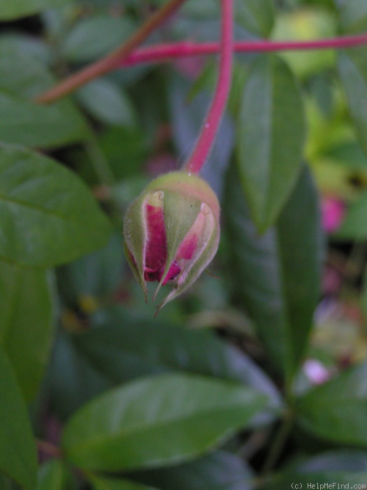 'Annie Laurie McDowell' rose photo