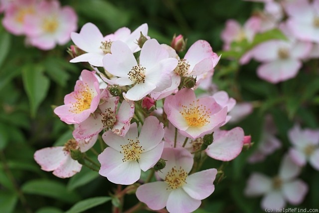 'Gretchen' rose photo