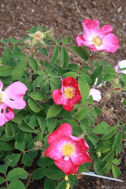 'Asta (gallica, Rautio, 2008)' rose photo