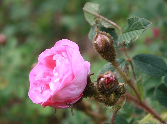 'Green Beatle' rose photo