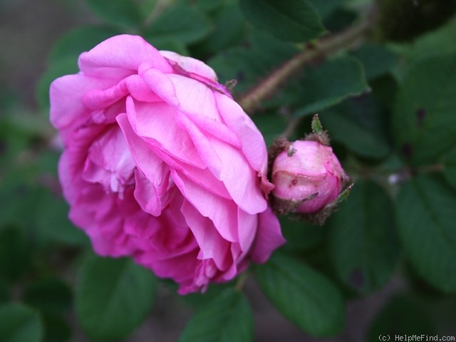 'Green Beatle' rose photo