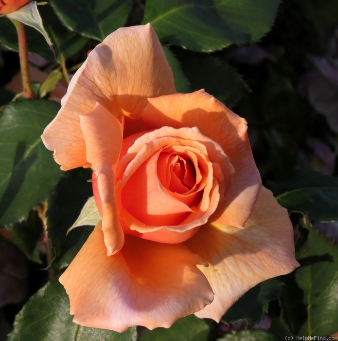 'Just Joey (Hybrid Tea, Cants, 1972)' rose photo