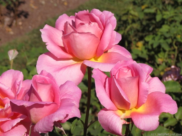 'Tiffany (hybrid tea, Lindquist, 1953)' rose photo