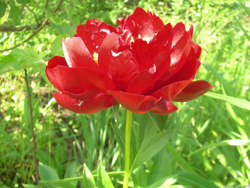 'Buckeye Belle' peony photo