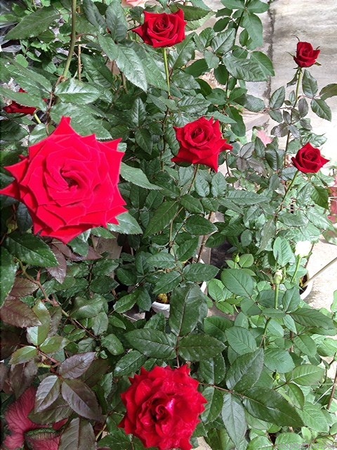 'Black Magic ® (hybrid tea, Evers/Tantau, 1995)' rose photo
