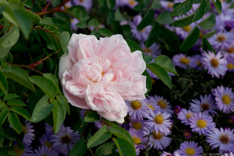 'Stanwell Perpetual (Spinosissima, Lee before 1821)' rose photo