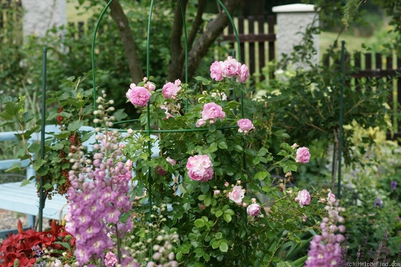 'Jasmina ™ (LCl, Kordes, 1996)' rose photo