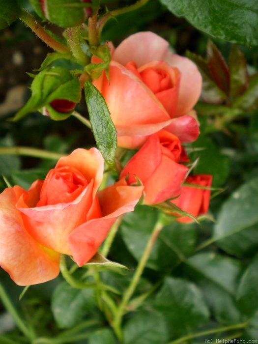 'Aprikola ®' rose photo