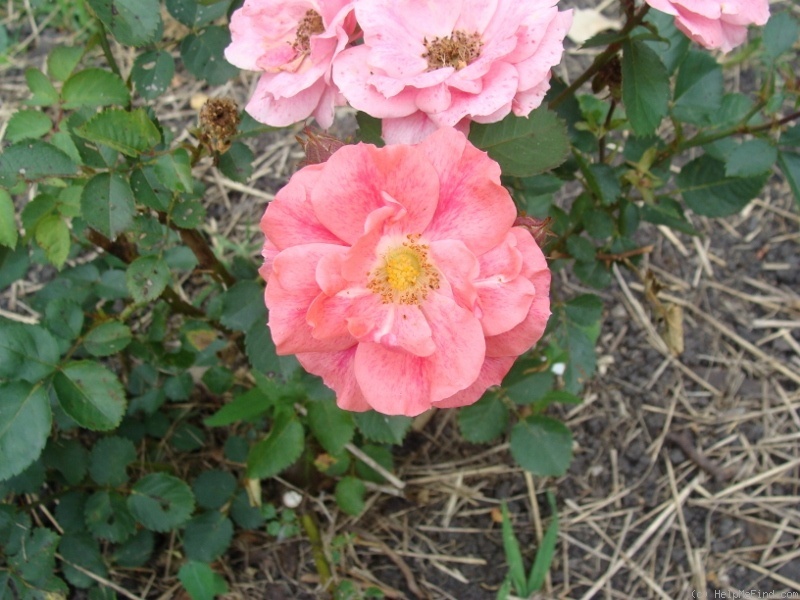 'B3604' rose photo