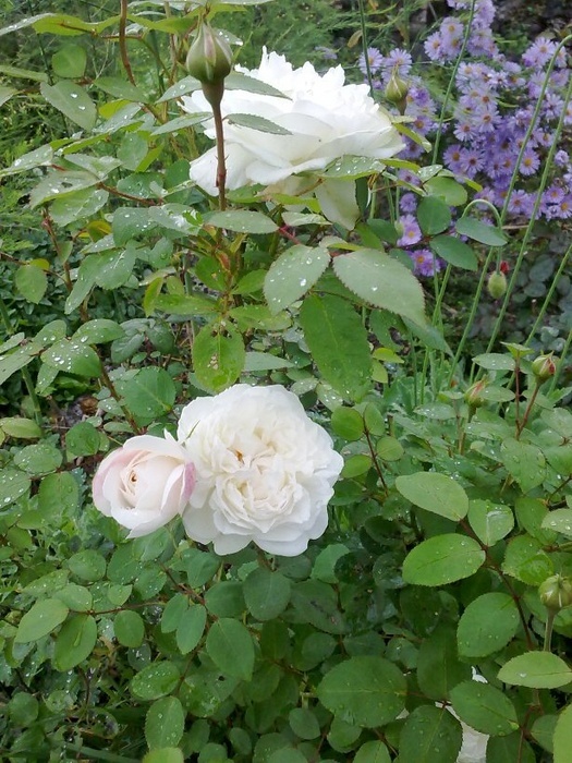 'Winchester Cathedral ®' rose photo