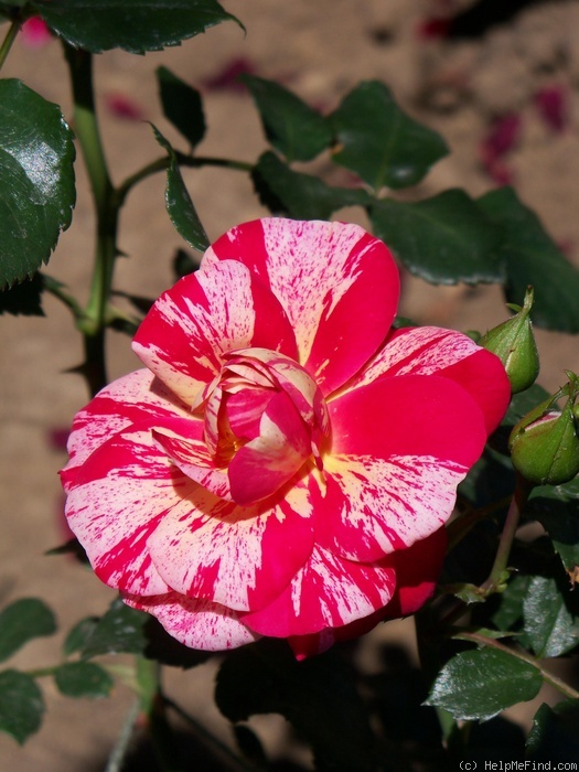 'Twist ™ (cl. patio, Olesen, 1993)' rose photo
