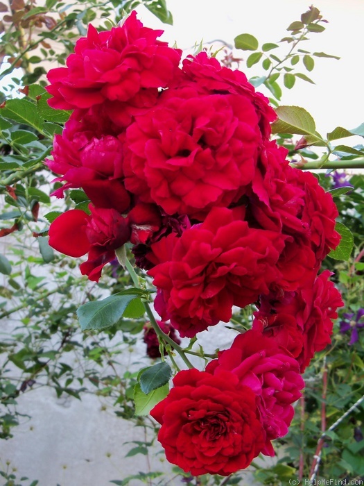 'Sympathie ®' rose photo