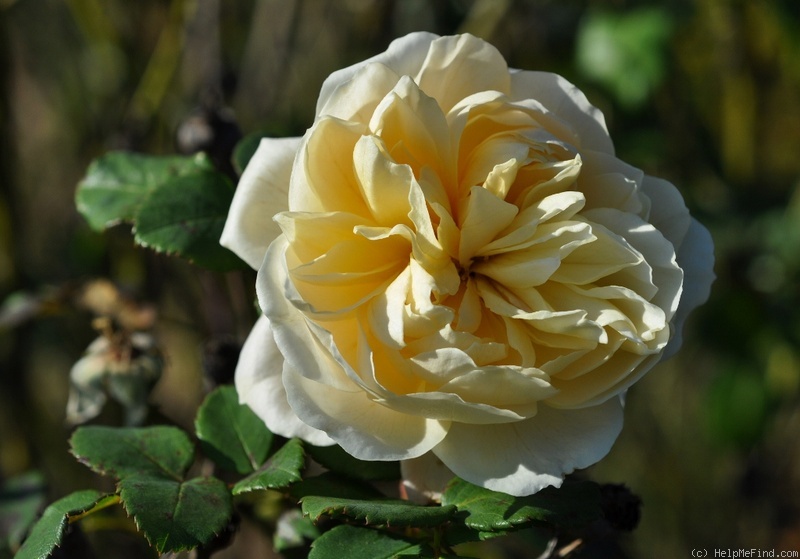 'Crocus Rose' rose photo