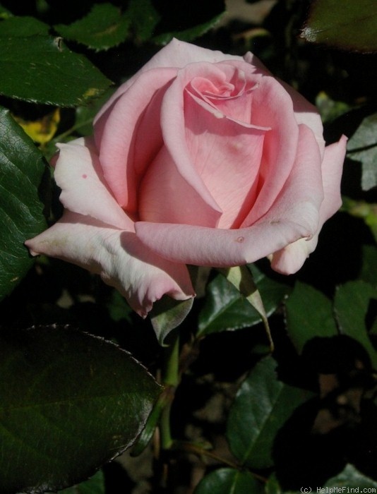 'Esther Geldenhuys' rose photo