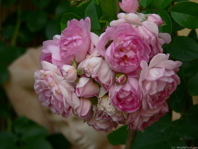 'Jasmina ™ (LCl, Kordes, 1996)' rose photo