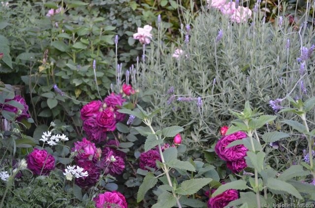 'Munstead Wood ®' rose photo