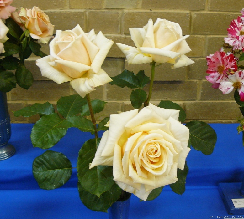'Diamond Jubilee (hybrid tea, Boerner, 1947)' rose photo