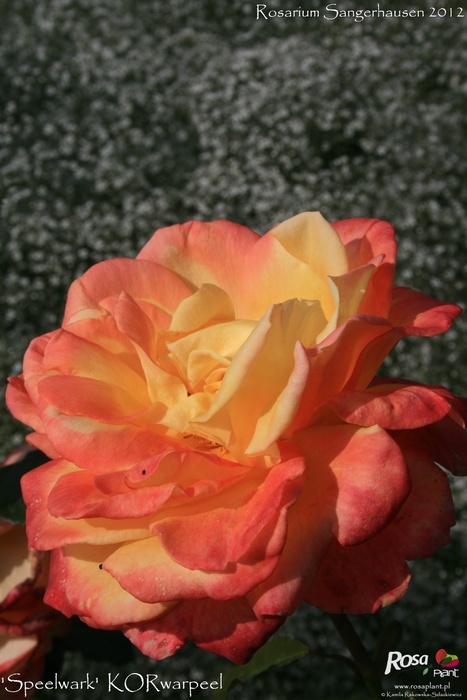 'Speelwark ™' rose photo