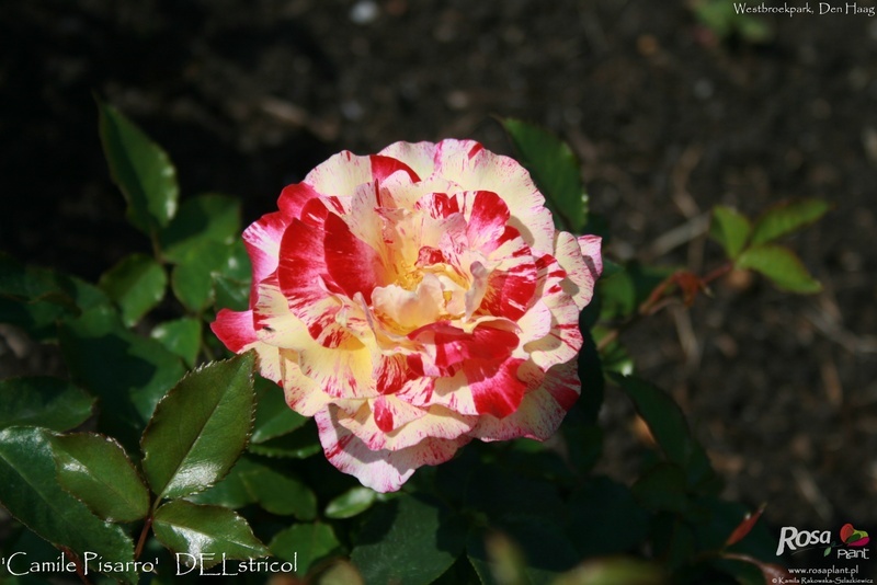 'Camile Pisarro' rose photo