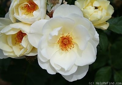 'Breathless Charm' rose photo