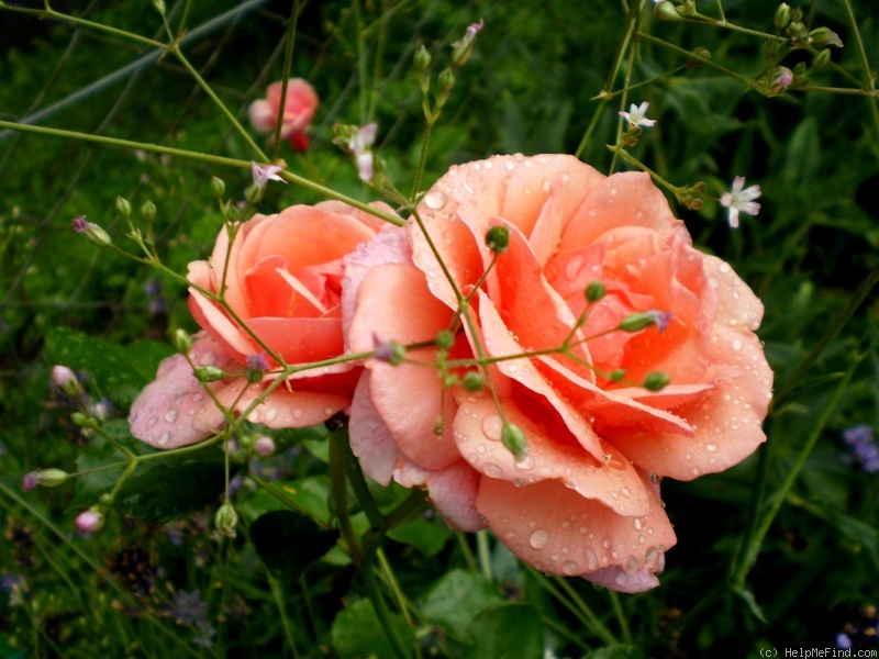 'Coral Dawn (large flowered climber, Boerner 1952)' rose photo
