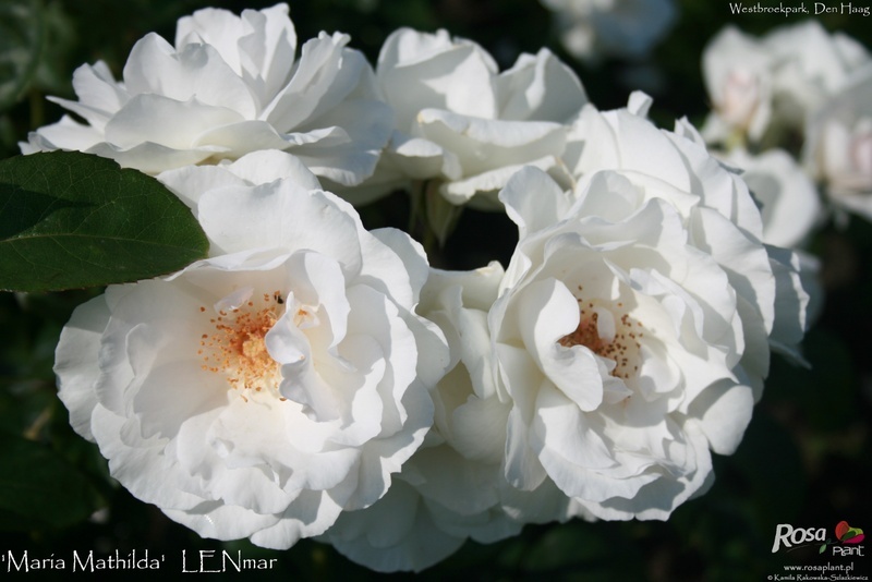 'Maria Mathilda' rose photo