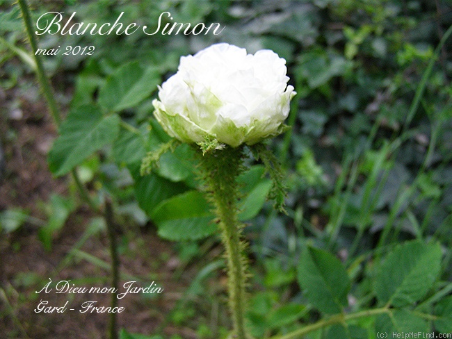 'Blanche Simon' rose photo