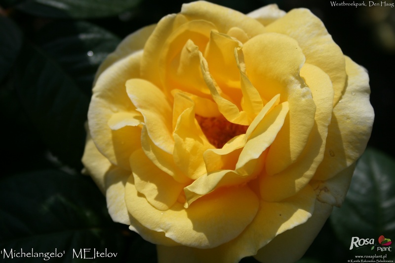 'Michelangelo ® (hybrid tea, Meilland before 1997)' rose photo