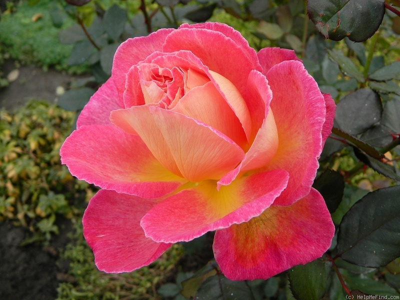 'Bolchoï ® (hybrid tea, Meilland, 1996)' rose photo