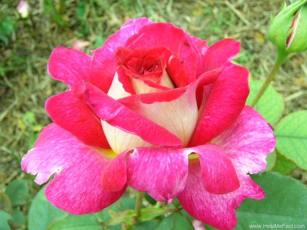 'Bolchoï ® (hybrid tea, Meilland, 1996)' rose photo