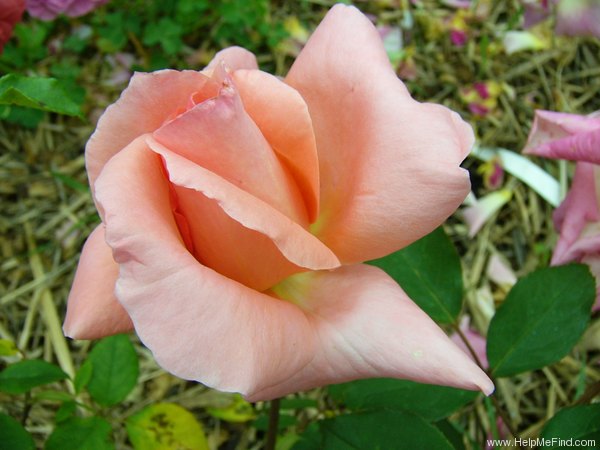 'Blessings' rose photo