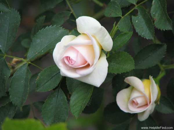 'Frühlingsduft (Hybrid Spinossima, Kordes, 1949)' rose photo