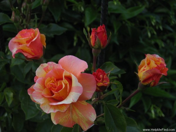 'Sorbet Fruité ® Cl.' rose photo