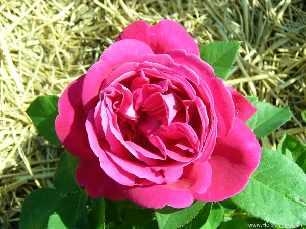 'Tom Wood' rose photo