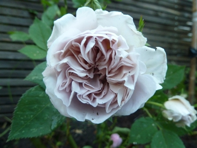 'Aschermittwoch (large flowered climber, Kordes, 1955)' rose photo