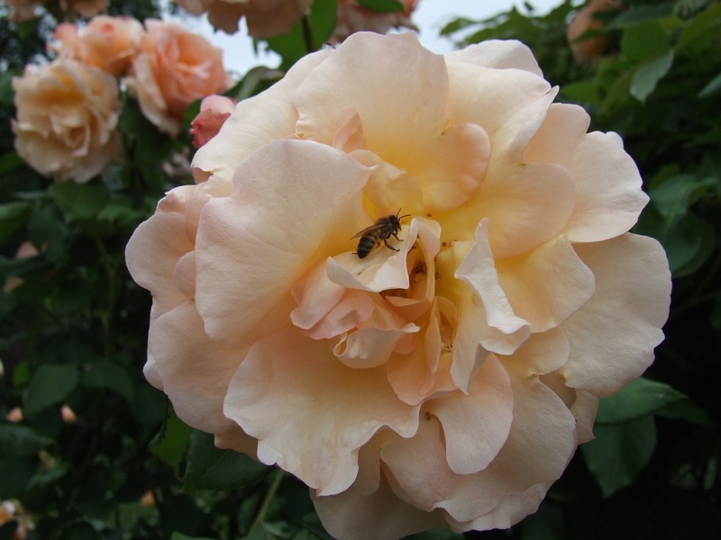 'Just Joey (Hybrid Tea, Cants, 1972)' rose photo