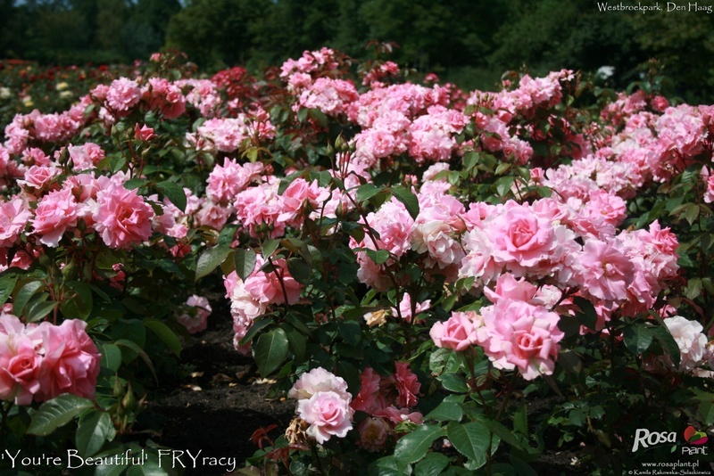 'You're Beautiful' rose photo