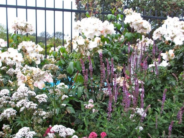 'Sally Holmes (Hybrid Musk, Holmes 1976)' rose photo