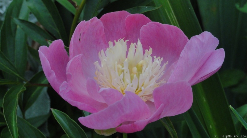 'Władysława' peony photo