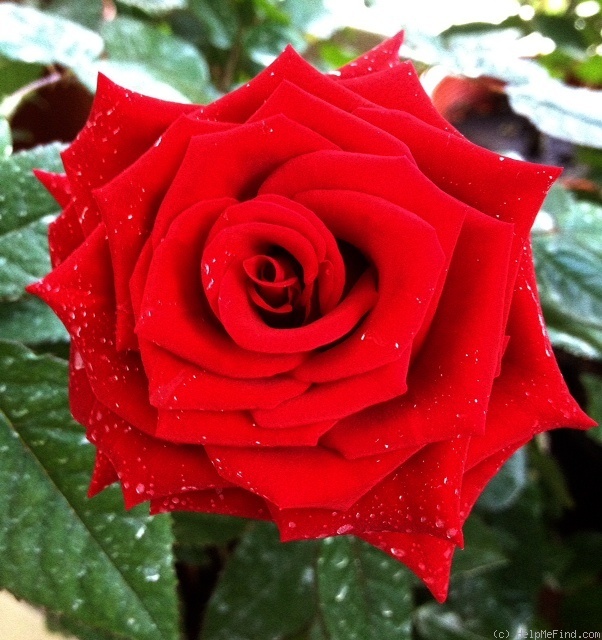 'Black Magic ® (hybrid tea, Evers/Tantau, 1995)' rose photo