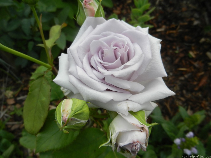 'Amethyst (hybrid tea, Urban, 1978)' rose photo