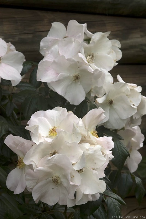 'Sally Holmes (Hybrid Musk, Holmes 1976)' rose photo